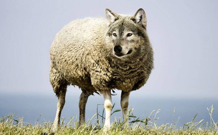 Top 10 Largest Sheep Meat Importing Companies Worldwide