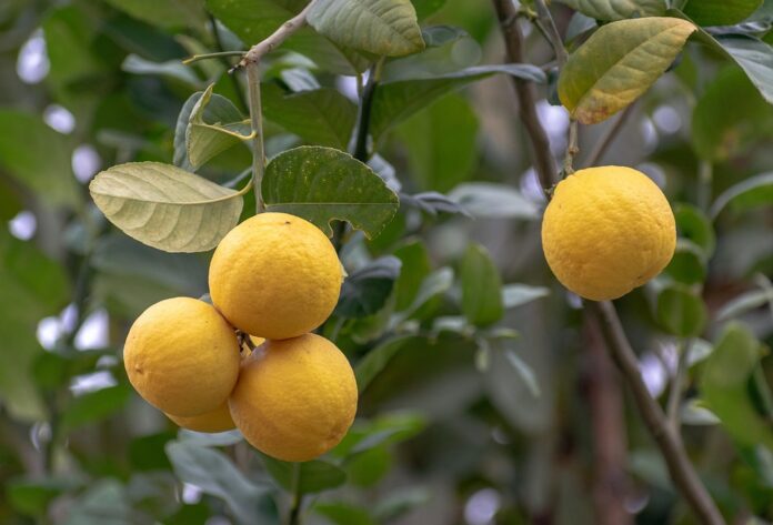 Top 10 Lemon Trading Companies in the World