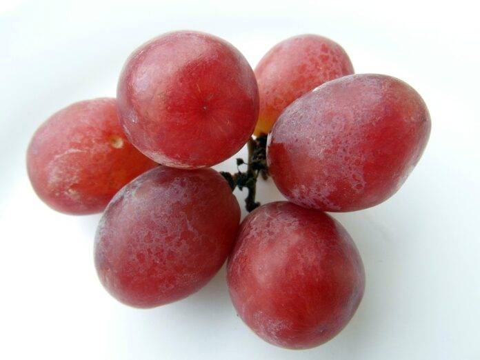 Top 10 Most Influential Grape Industry Conferences and Events