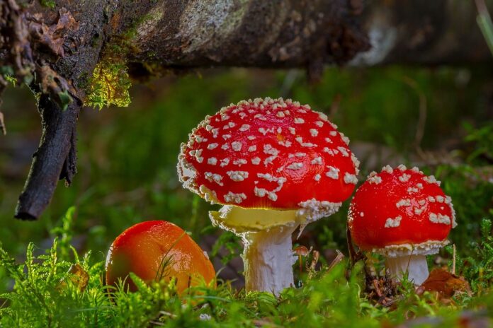 Top 10 Mushroom-Based Cleaning Products in the Market