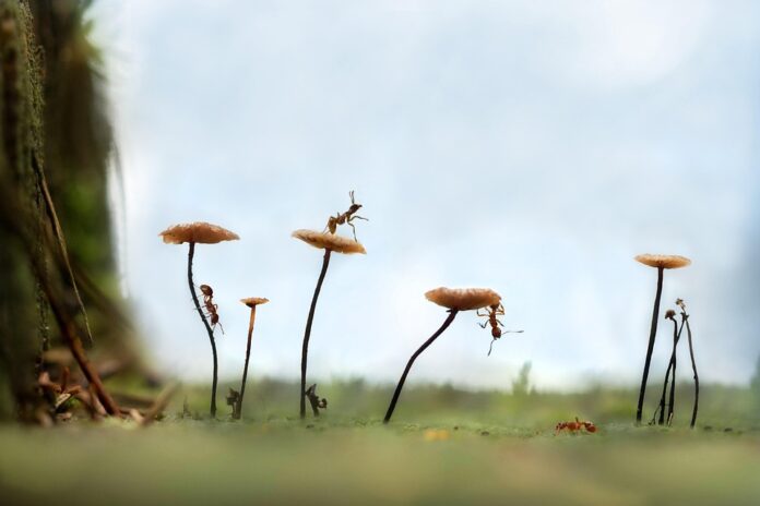 Top 10 Mushroom Importing & Exporting Countries: Trade Insights