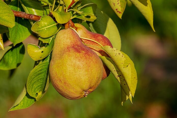 Top 10 Pear-Infused Beverage Trends for 2025