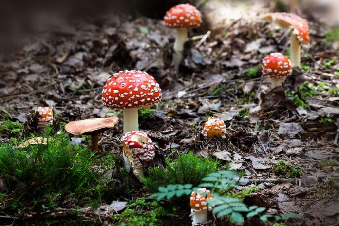 Top 10 Popular Mushroom-Based Home Remedies Across Cultures