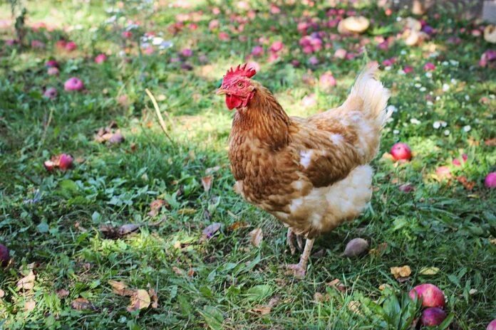 Top 10 Poultry Brands Adopting Green Energy in Production