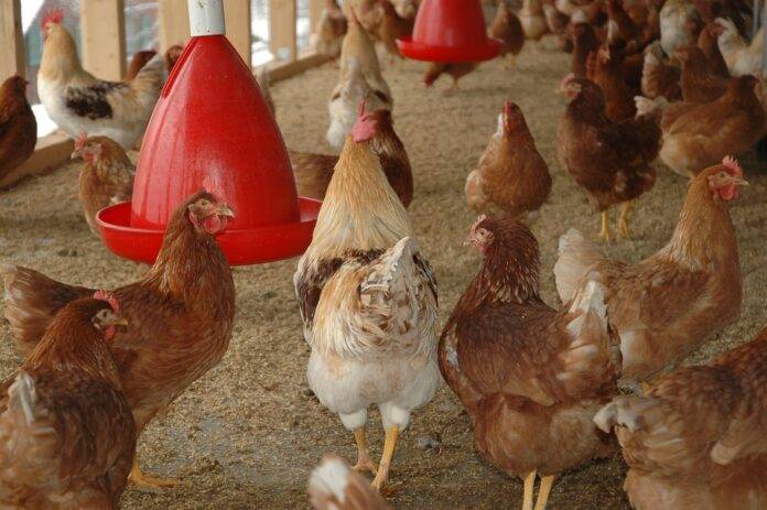 Top 10 Poultry Brands Benefiting from New Trade Agreements