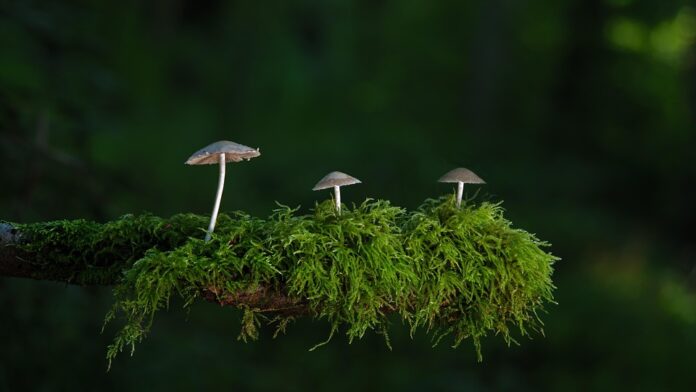 Top 10 Regions Investing in Large-Scale Mushroom Farming Projects