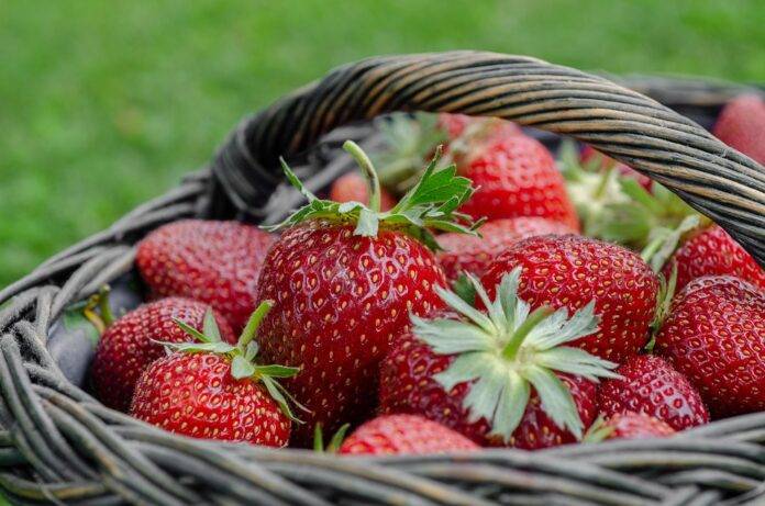 Top 10 Retail Chains with the Best Strawberry Product Selection