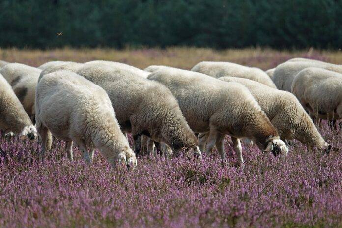 Top 10 Sheep Meat Brands Attracting the Most Investment