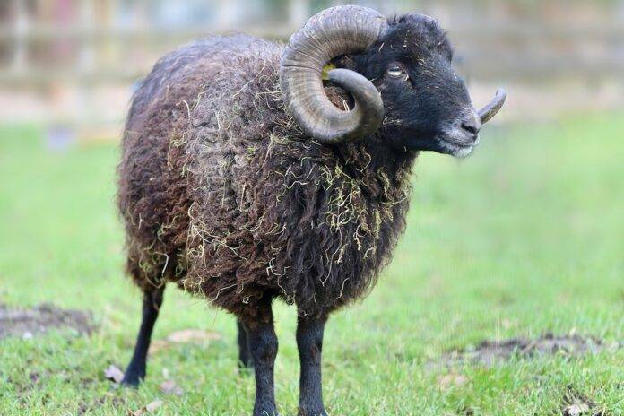 Top 10 Sheep Meat Brands Exporting to the Middle East