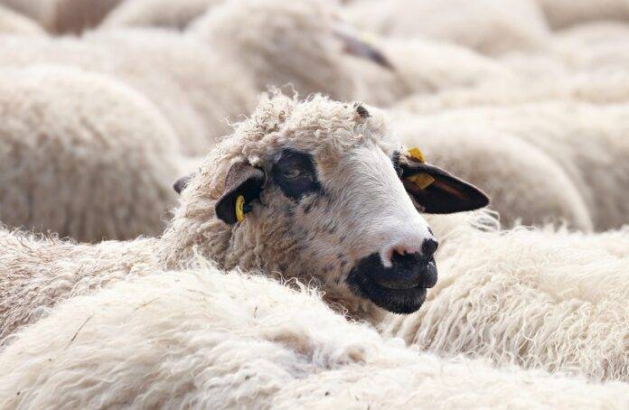 Top 10 Sheep Meat Companies in Australia