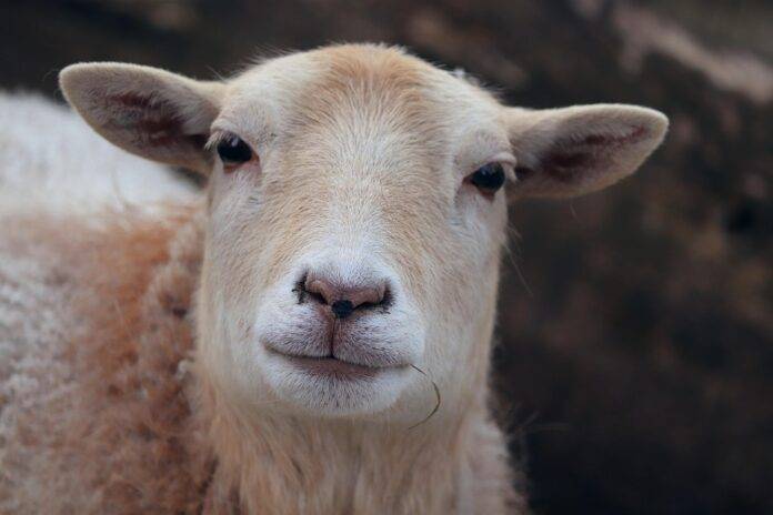 Top 10 Sheep Meat Companies in China