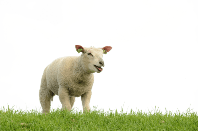 Top 10 Sheep Meat Companies in New Zealand