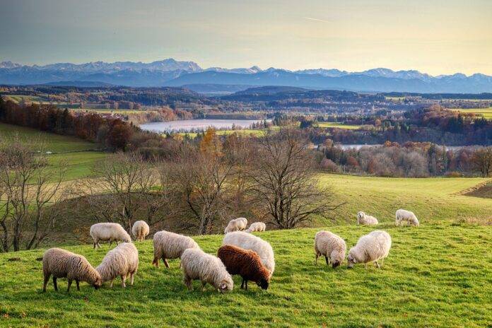 Top 10 Sheep Meat Companies in Turkey