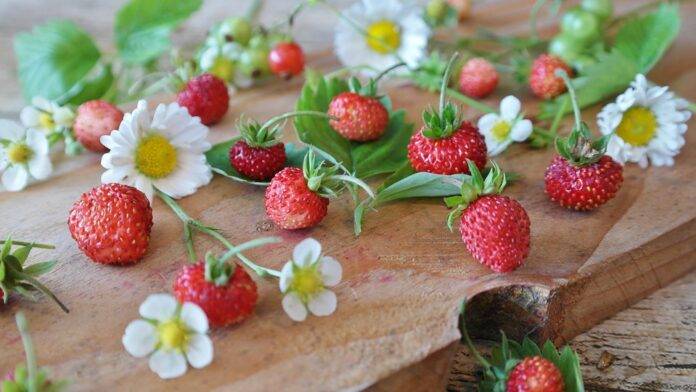 Top 10 Strawberry Packaging & Logistics Companies
