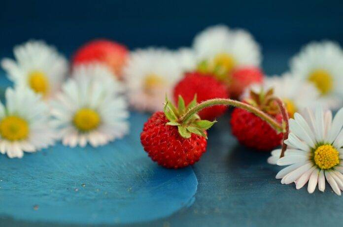 Top 10 Strawberry Producing Countries in Africa