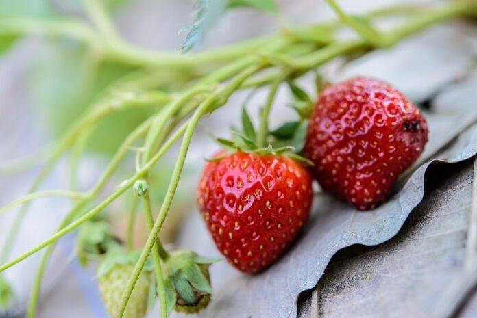 Top 10 Strawberry Trade Agreements Affecting Global Markets