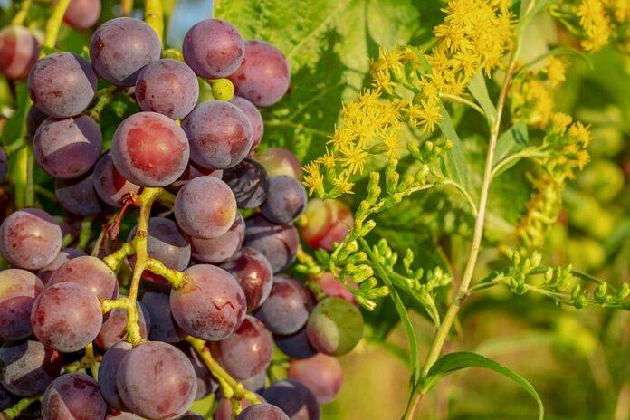 Top 10 Supermarkets Dominating Global Grape Sales