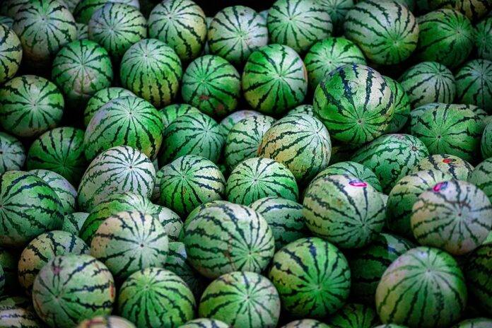 Top 10 Watermelon Exporting Companies & Their Market Reach