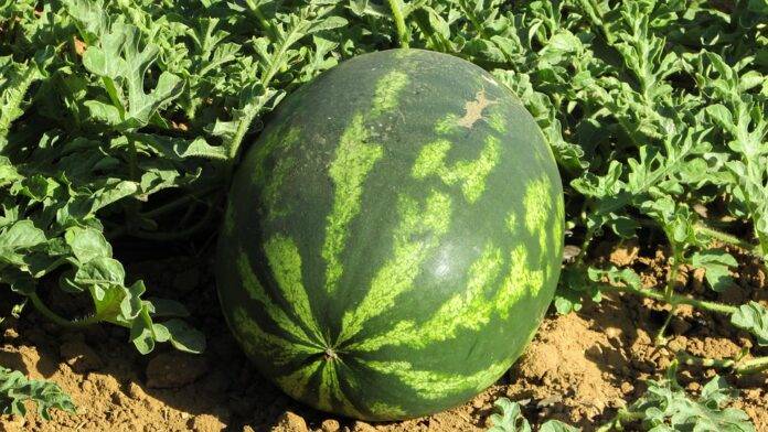 Top 10 Watermelon Market Players in Emerging Economies
