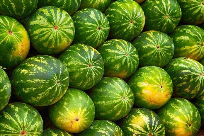 Top 10 Watermelon Varieties Preferred by Farmers