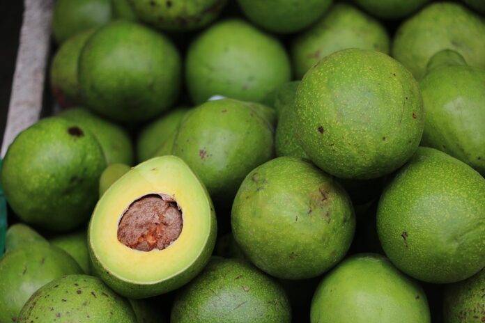 Top 10 Ways AI is Transforming Avocado Farming and Distribution