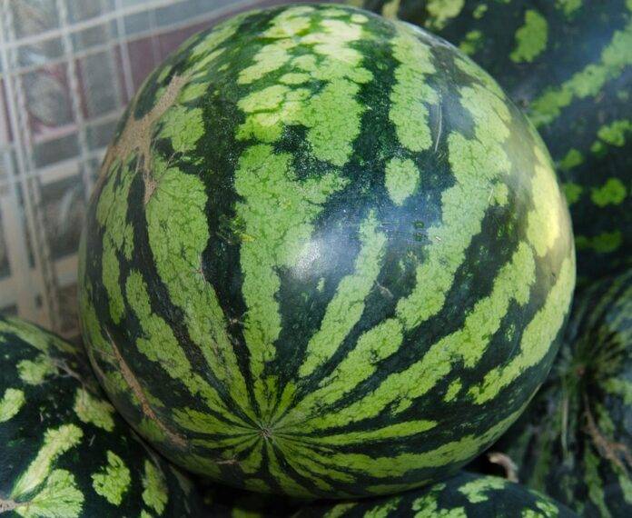 Top 10 Ways AI is Transforming Watermelon Farming and Distribution