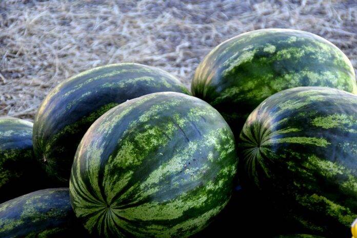 Watermelon Consumption Trends & the Companies Driving Demand