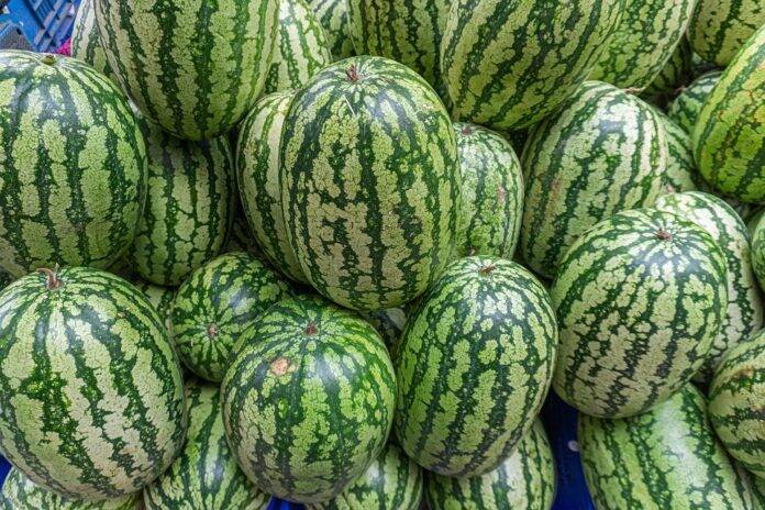Watermelon Industry Challenges & Key Companies Addressing Them