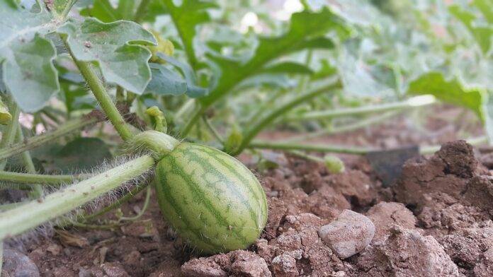 Watermelon Tariffs & Their Impact on Global Market Leaders