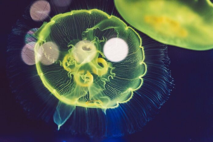 From Ocean to Gourmet Dining The Business of Processed and Value-Added Edible Jellyfish Products