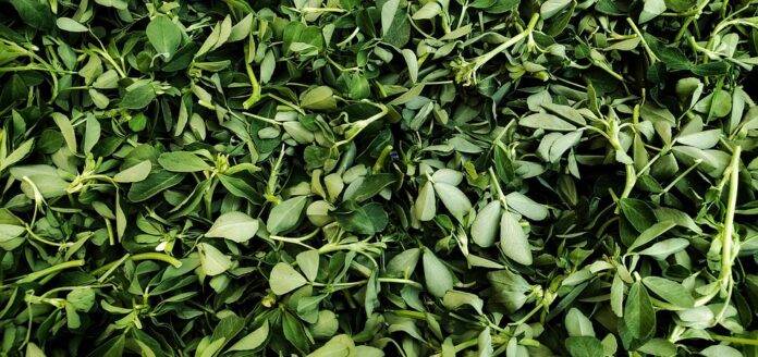 From Farm to Grocery Aisle The Business of Processed and Value Added Fenugreek Products