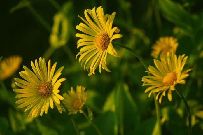 From Farm to Grocery Aisle The Business of Processed and Value Added Chamomile Products