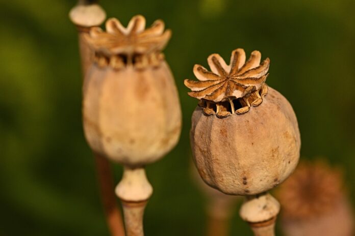 From Farm to Grocery Aisle The Business of Processed and Value Added Poppy Seeds Products