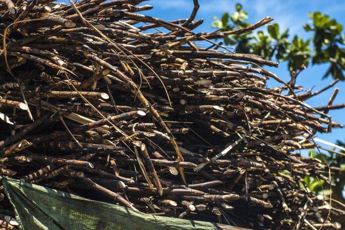 Ancient sweeteners gain renewed interest in global specialty foods