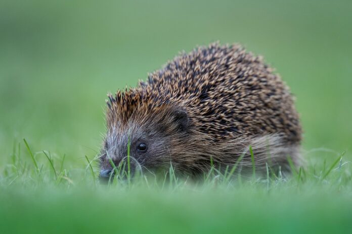 Balanced hedgehog food includes mealworms fruits and fortified pellets
