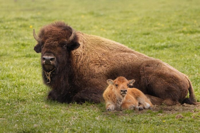 Bison Meat Packaging Innovations Enhancing Shelf Life and Sustainability in Meat Products