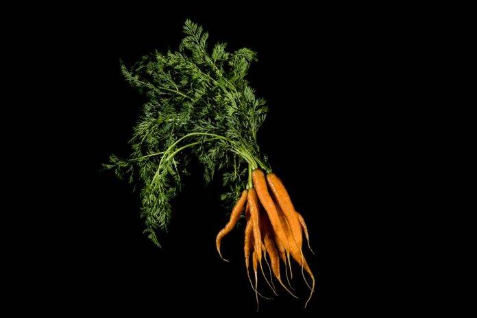 Blockchain & AI in the Carrot Supply Chain The Future of Traceability & Transparency