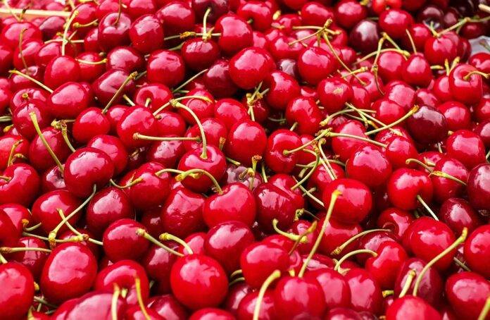 Blockchain & AI in the Cherry Supply Chain The Future of Traceability & Transparency