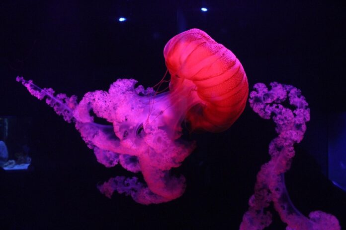 Blockchain & AI in the Edible Jellyfish Supply Chain The Future of Traceability & Transparency