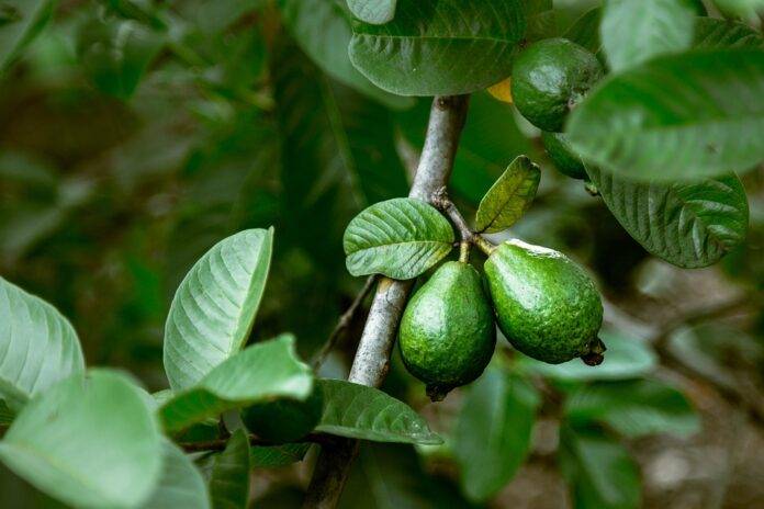 Blockchain & AI in the Guava Supply Chain The Future of Traceability & Transparency