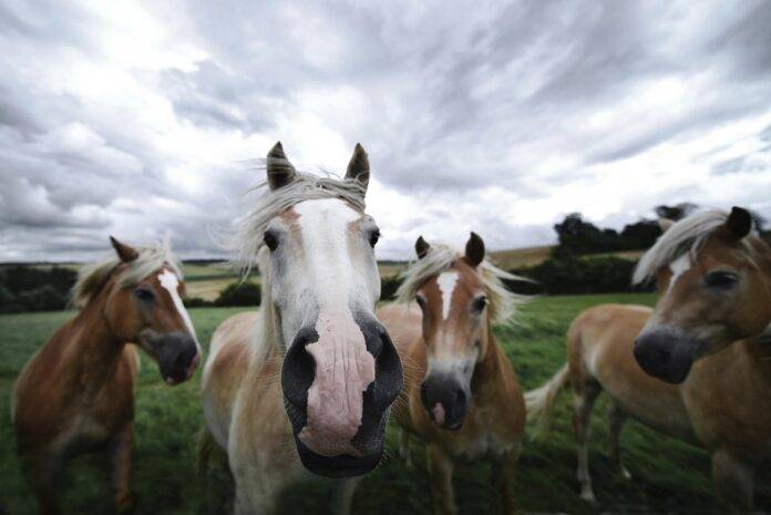 Blockchain & AI in the Horse Meat Supply Chain The Future of Traceability & Transparency