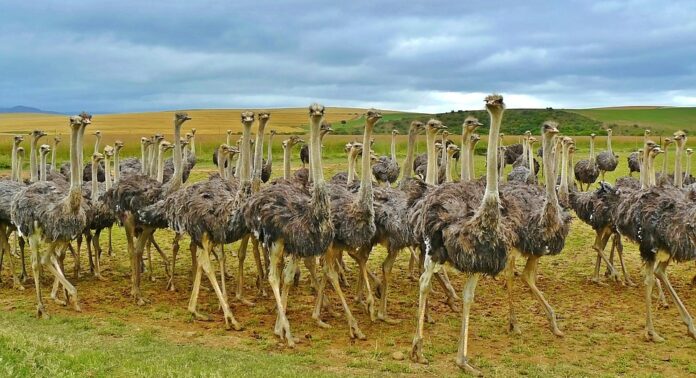 Blockchain & AI in the Ostrich Meat Supply Chain The Future of Traceability & Transparency