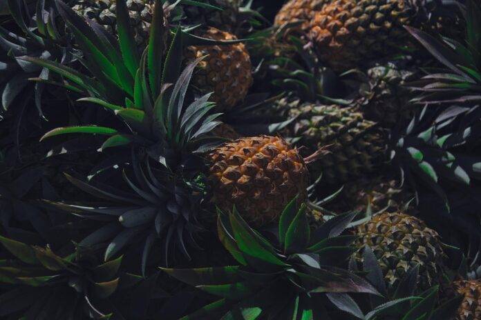 Blockchain & AI in the Pineapple Supply Chain The Future of Traceability & Transparency