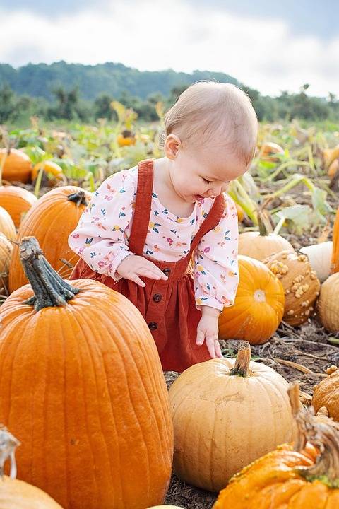 Blockchain & AI in the Pumpkin Supply Chain The Future of Traceability & Transparency