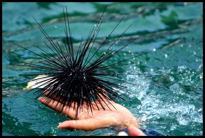 Blockchain & AI in the Sea Urchin Supply Chain The Future of Traceability & Transparency