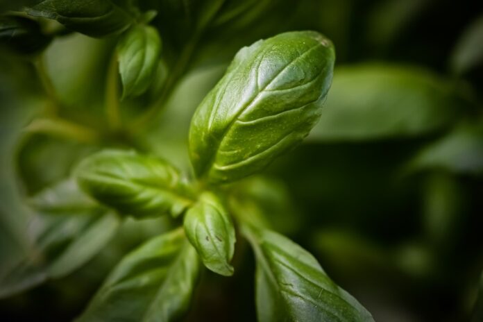 Blockchain and AI in the Basil Supply Chain The Future of Traceability and Transparency