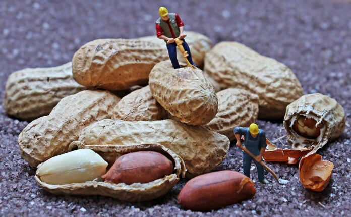 Blockchain and AI in the Peanut Supply Chain The Future of Traceability and Transparency