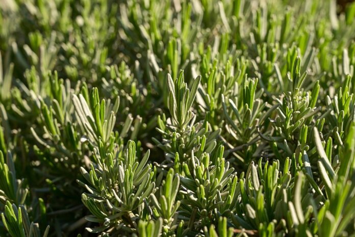 Blockchain and AI in the Rosemary Supply Chain The Future of Traceability and Transparency