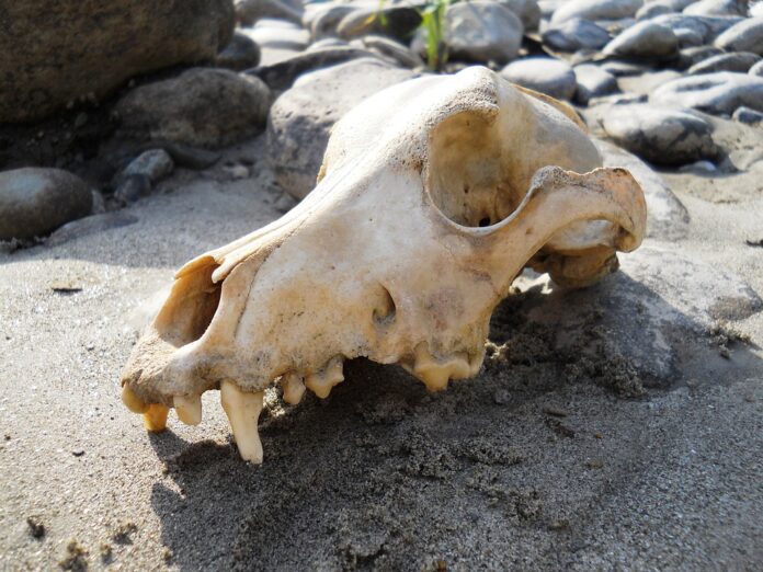 Bones sized for small medium and large breeds support safe chewing