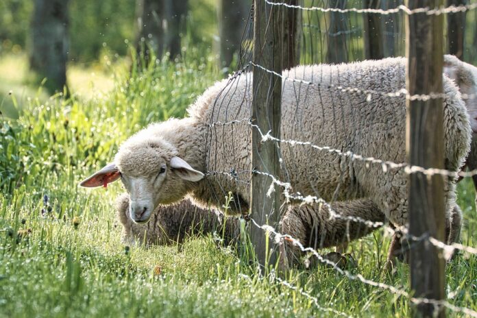 Breeders and show sheep handlers demand high performance feed options